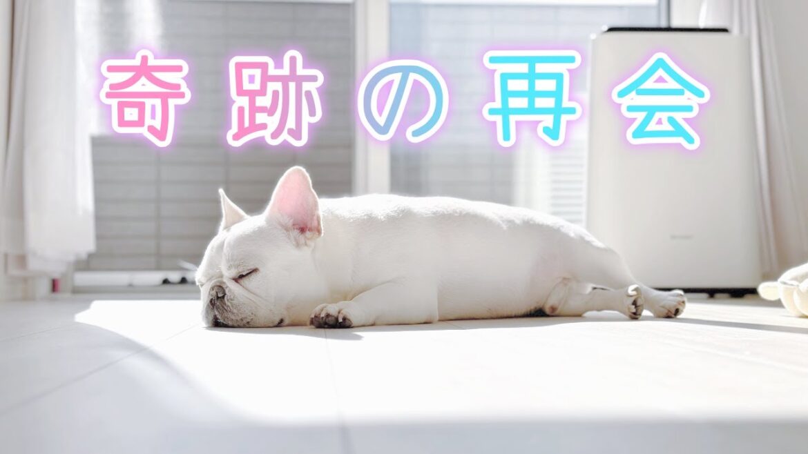 このあと奇跡の再会にぽやん大暴走!!【フレンチブルドッグ frenchbulldog】 このあと奇跡の再会にぽやん大暴走!!【フレンチブルドッグ frenchbulldog】