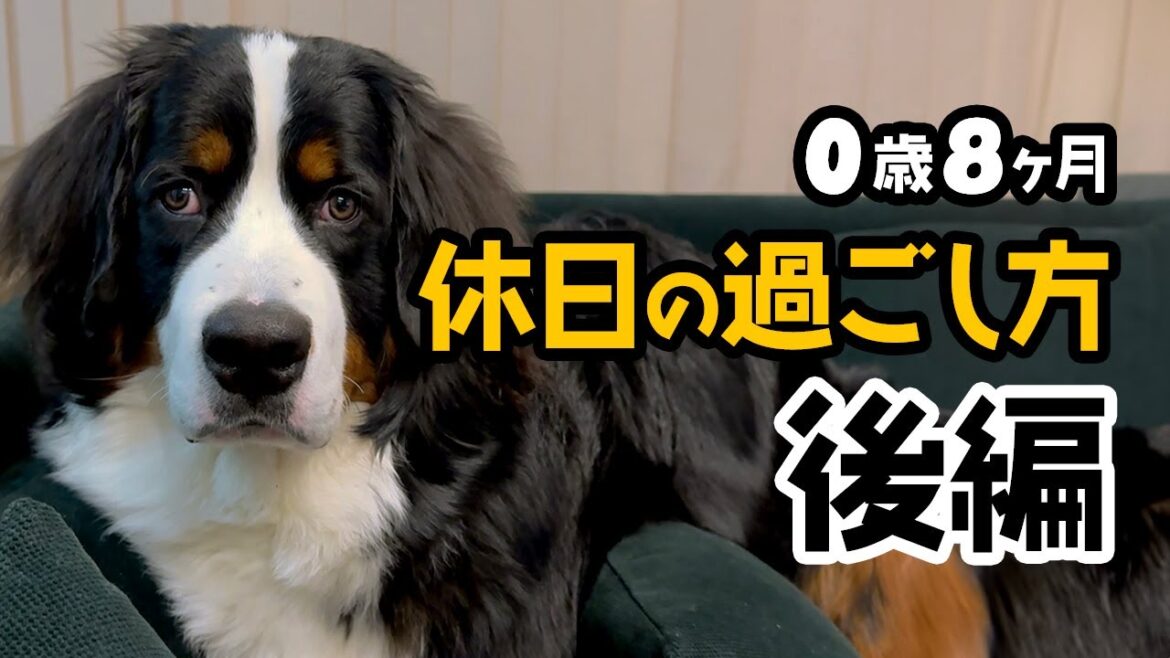 【後編】0歳8ヶ月バーニーズの何気ない休日！朝起きるところから寝るまでをまとめてみました