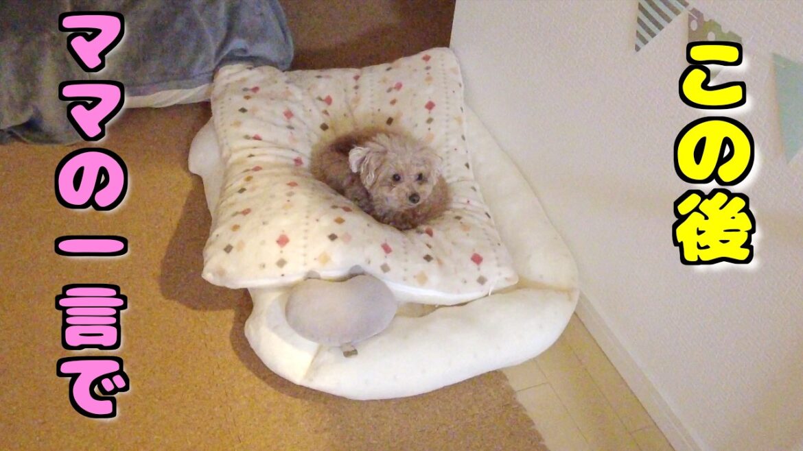 パパでは全然寝かしつけられなかった愛犬がママのある一言を聞いたら…【トイプードル】 パパでは全然寝かしつけられなかった愛犬がママのある一言を聞いたら...【トイプードル】