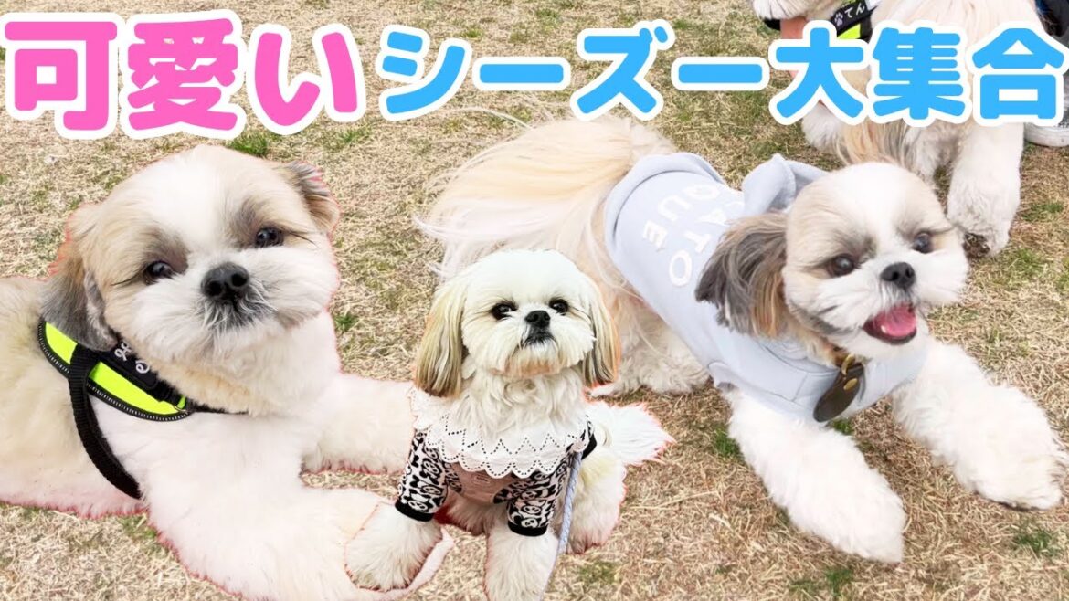 【可愛いが止まらない】横浜港シンボルタワーのシーズードッグランを満喫してみたShihtzu gathers round at Yokohama Symbol Tower dog run