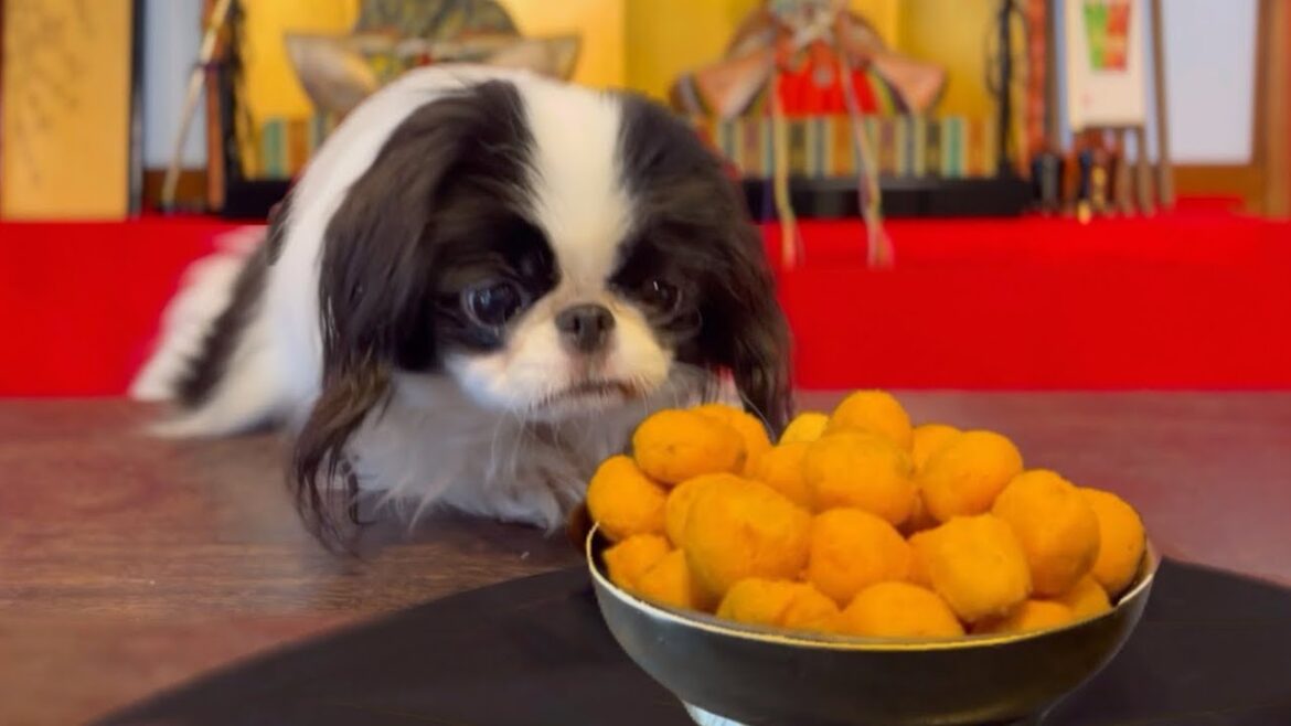 初めてさつまいもボーロを食べた犬の反応がこちらですw