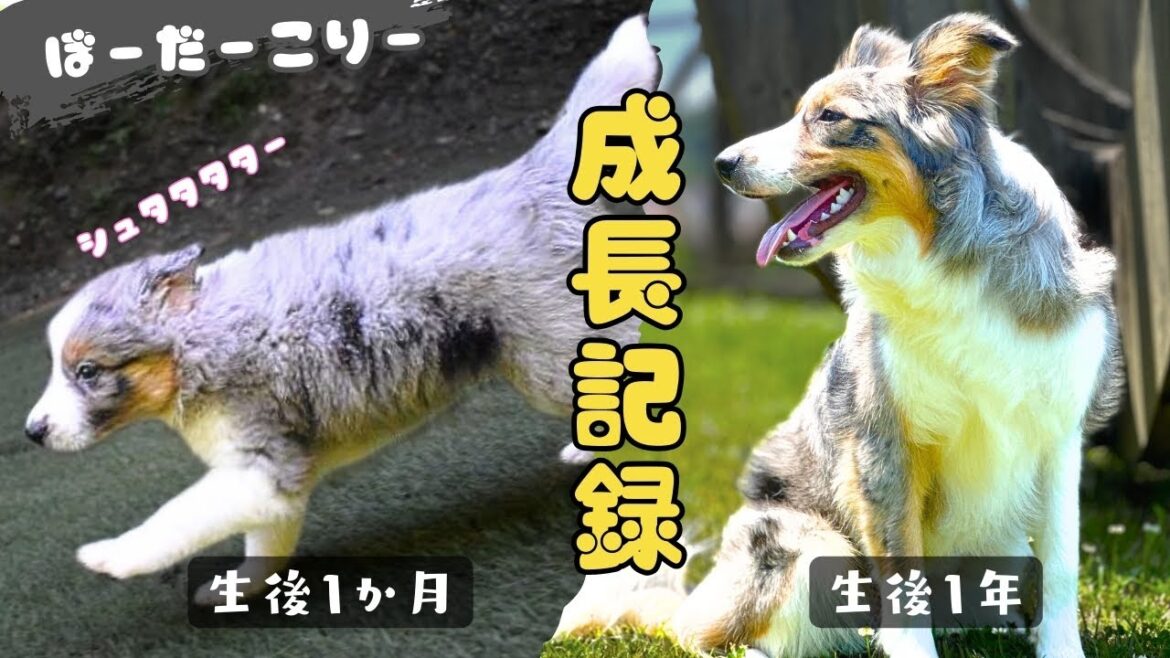 【 ボーダーコリー 】生後２ヶ月でお迎えした 子犬 の１年成長記録は 驚きの連続でした