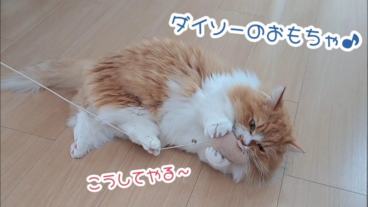 【マンチカン】新しいおもちゃで遊んだら猫たちがこうなっちゃいました…