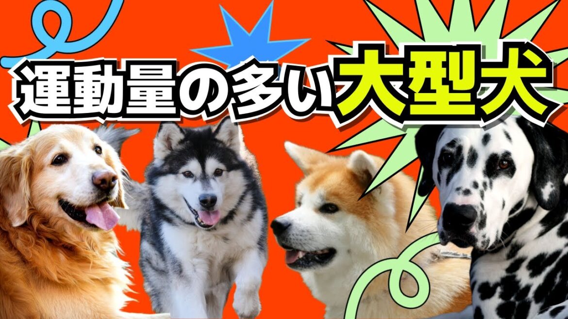 運動量の多い大型犬7選｜運動量と注意点｜犬の散歩