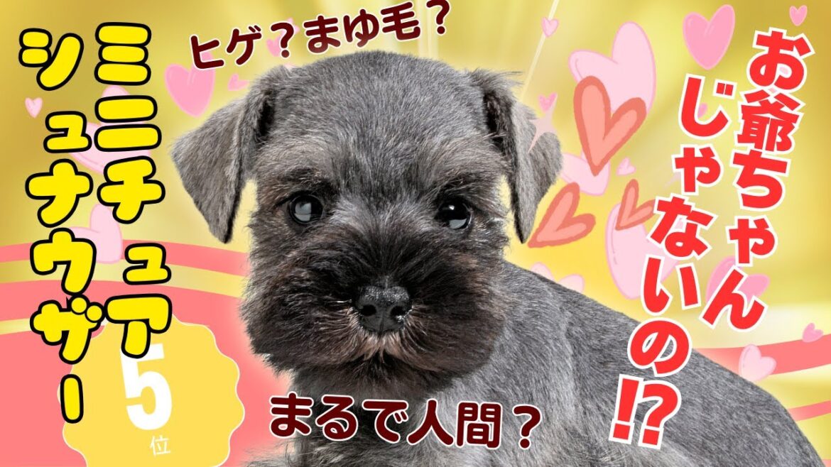【徹底解説】ミニチュア・シュナウザー💖を飼うなら知らないとヤバイ！（初心者必見の注意点）