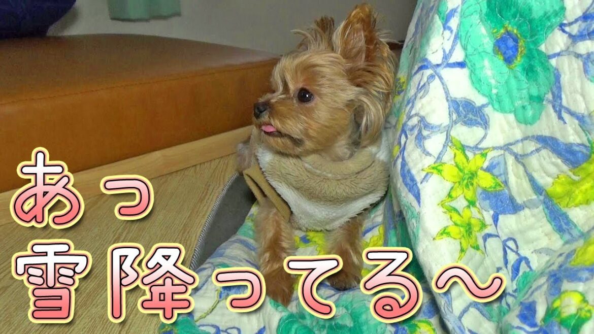 【ヨークシャテリア】雪の気配を感じる愛犬【Yorkshire Terrier】