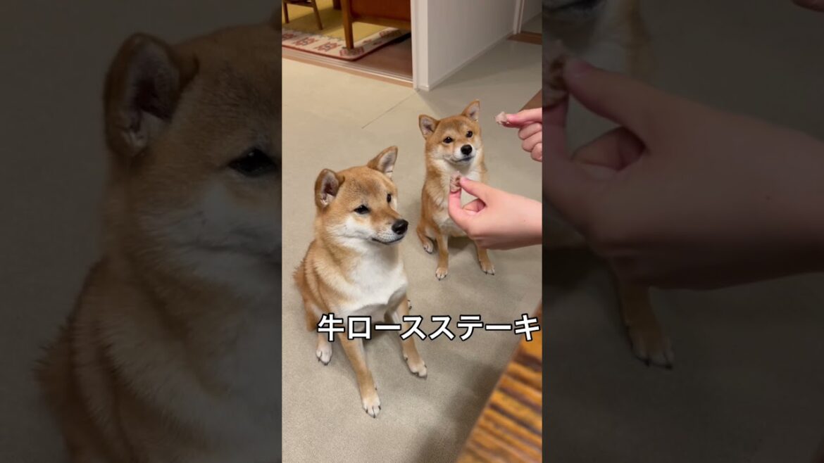 ステーキ食べたら顎が外れそうになる柴犬ww #shorts