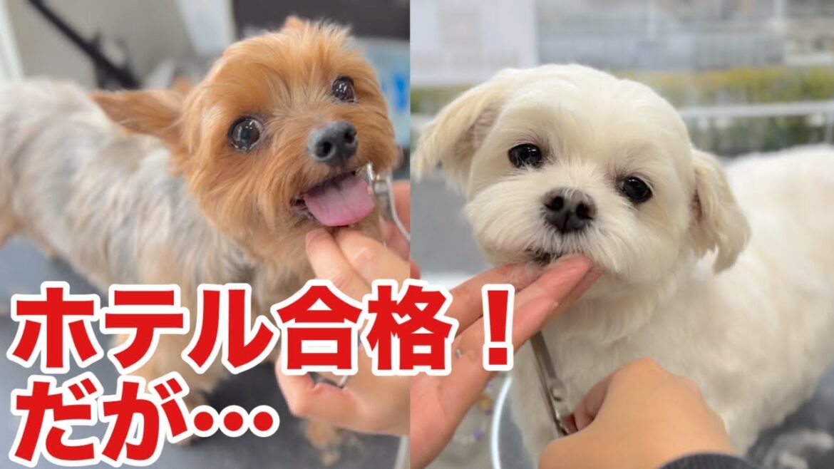 ホテルテストを合格したヨーキーとマルチーズ!しかしカットが...（バートンくん）（わたまろくん）