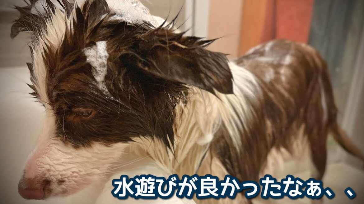 【お風呂】水遊びがしたかったのにシャンプーされてしょんぼりする愛犬【ボーダーコリー】