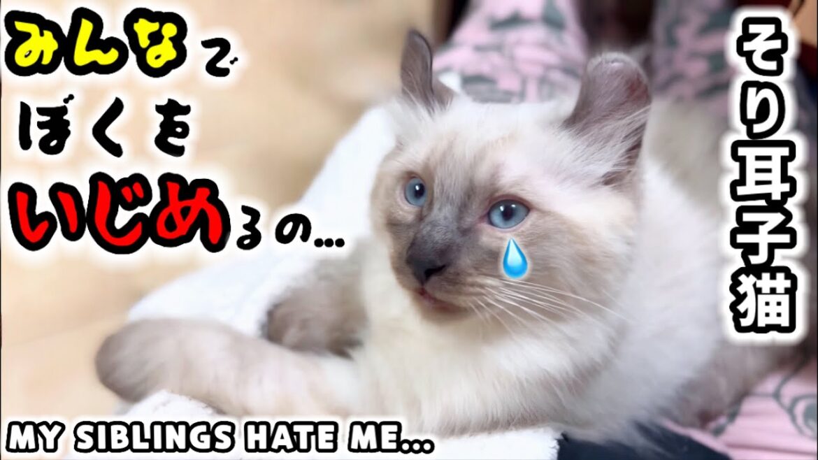 【猫のジェラシー🫢‼️】毛色違いの白虎色で産まれた子猫を兄妹猫達がよってたかっていじめ始めました… 【🐺そり耳オオヤマネコもののけ姫の子猫成長記録第２期】#猫 #子猫