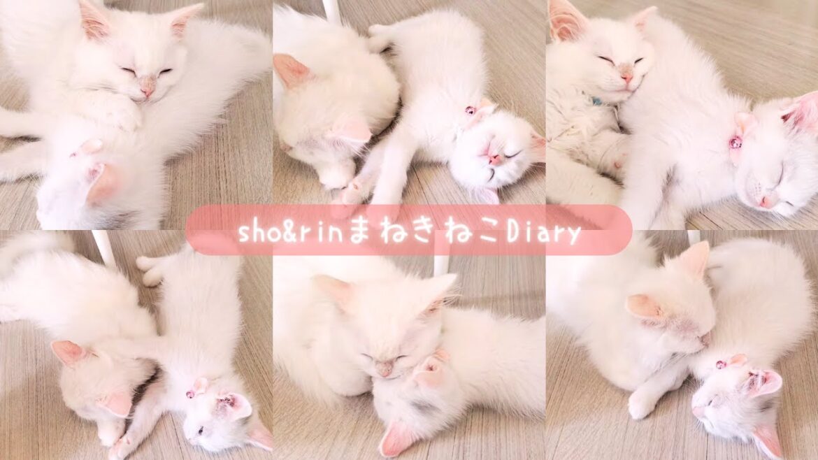 子猫たちの寝相七変化♡ずっとくっついて寝てる兄妹子猫