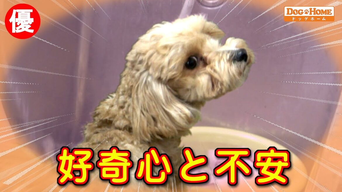 初来店：緊張で硬直。。。どんなことをするかワクワク、まずは慣れてね～　【ミックス犬のアンリィちゃんのシャンプー編】　୨୧∵トリミング サロン DOG HOME ドッグホーム∵୨୧