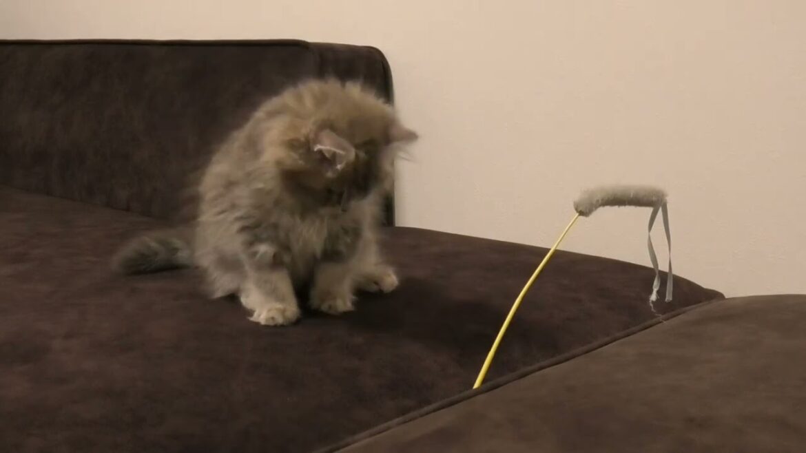 るっちゃん猫スケッチ13日目