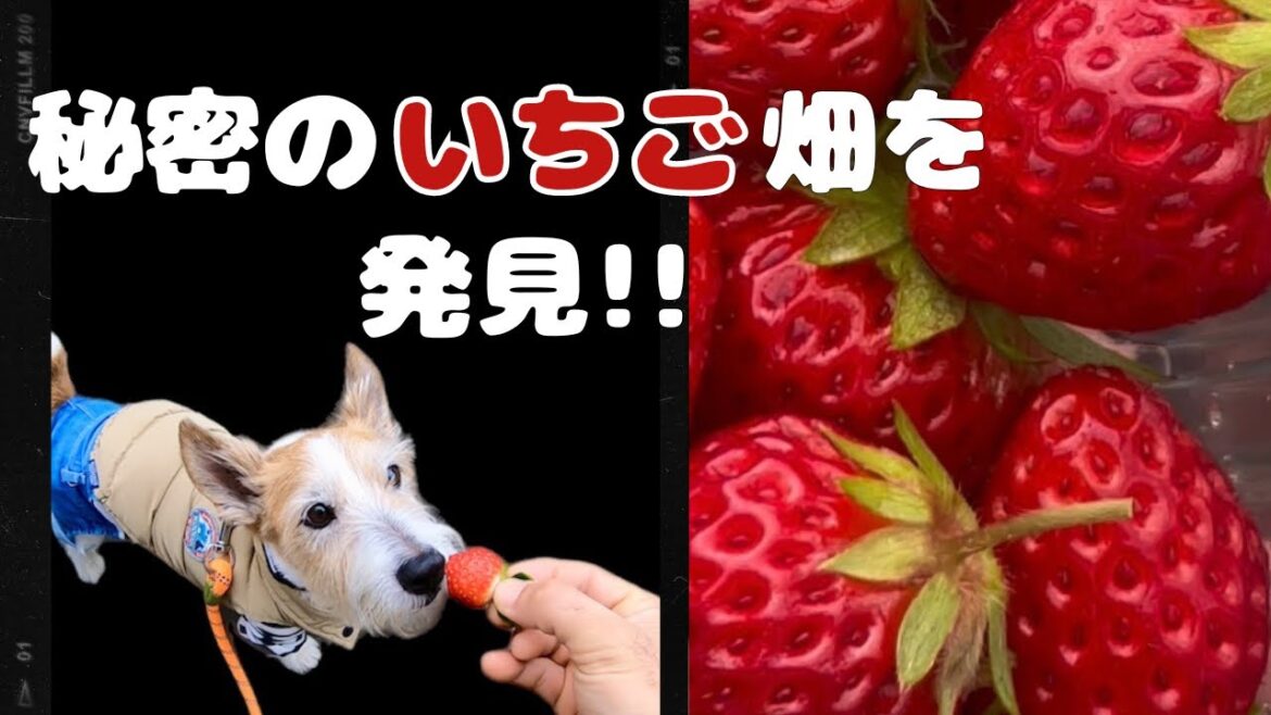 【沖縄】犬連れいちご狩り