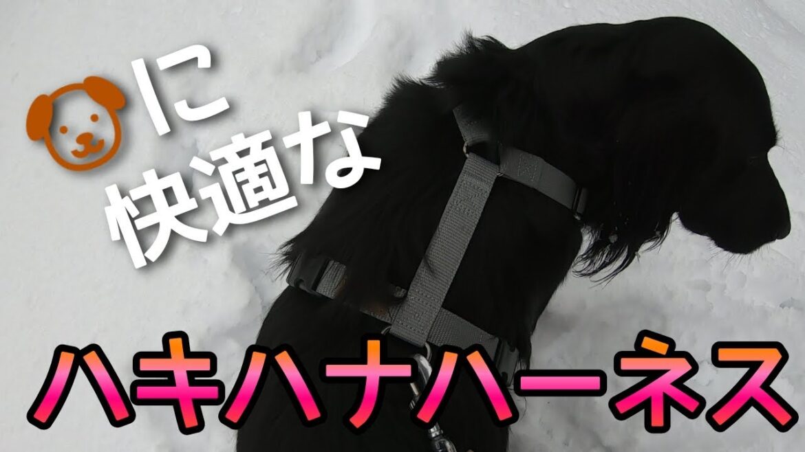 犬に快適なハキハナハーネス【フラットコーテッドレトリーバー＃82】