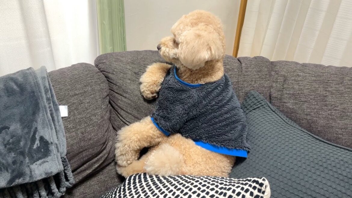 人間化が止まらない大きいトイプードル【デカプー】【トイプードルのロアくん】【toy poodle】