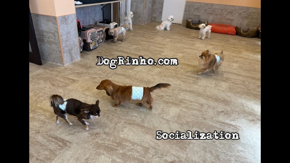 【犬の社会化と犬の保育園】犬の楽園ドッグリーニョの１日 Dog daycare and dog paradise in Japan dogs and puppy 20240310