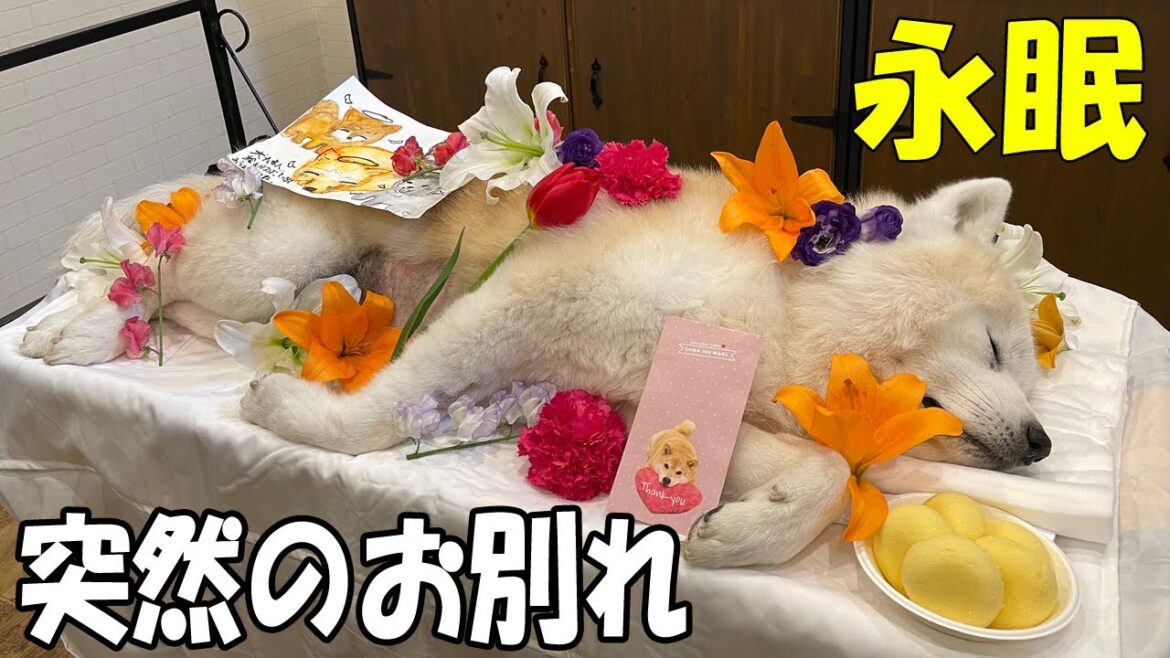 突然の悲劇・そうすけ君永眠・虹の橋を渡って行きました。