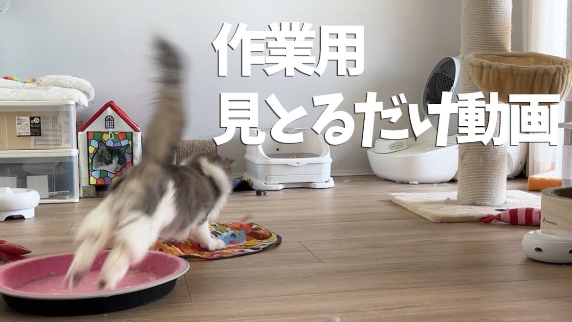 【猫との生活擬似体験】猫の体力についていけない時に自動で動くおもちゃがおすすめです ノルウェージャンフォレストキャット