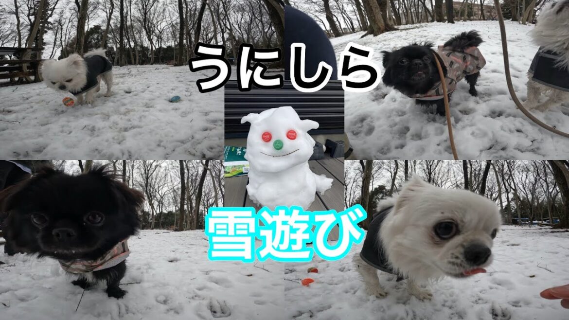 【愛犬】うに・しらこ雪遊び
