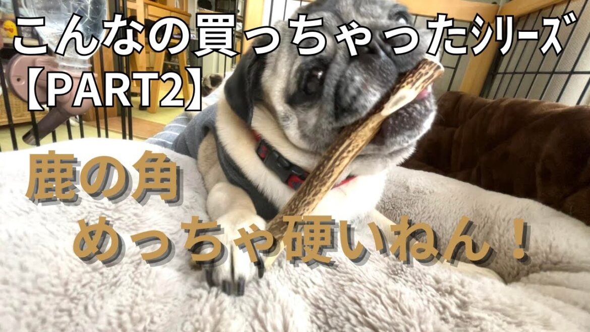 鹿の角めっちゃ硬いねん！『パグ犬むぎはるのデンタルケアグッズ』