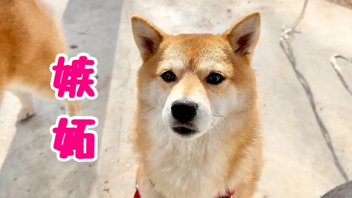 美味しいものを好きなだけ食べれる飼い主を心底羨ましそうに見つめる柴犬が可愛すぎました…