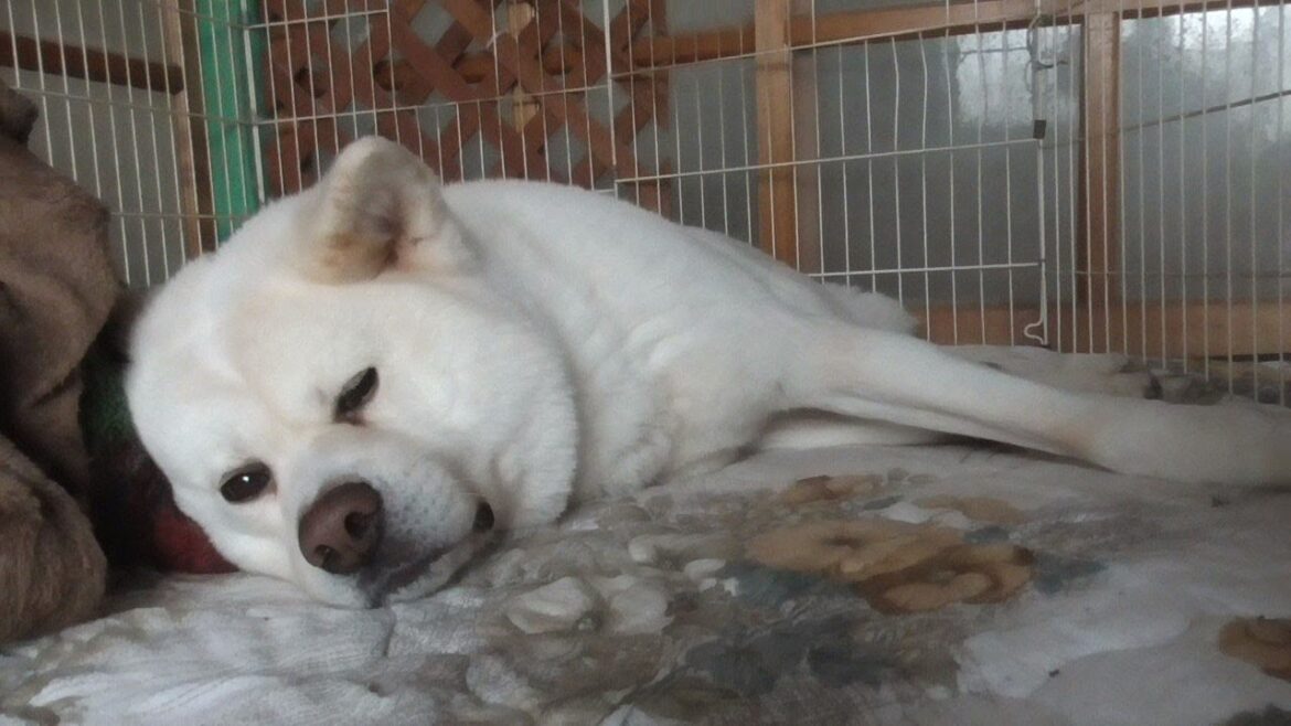 【秋田犬ゆうき】寝起きでボーっとしてても飼い主の誰か来たかも！という言葉には反応してしまう【akita dog】