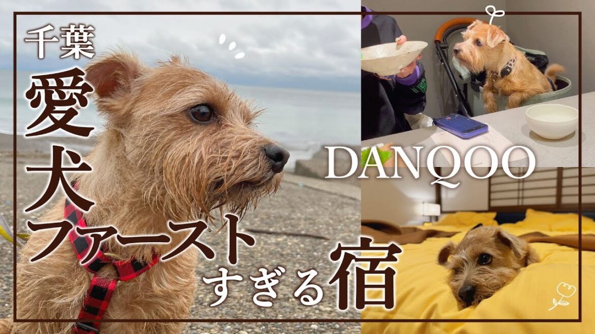 【DANQOO】愛犬ファーストで考えられた宿が最高すぎました...【ノーフォークテリア】