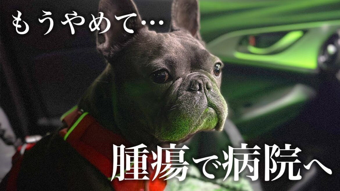 腫瘍？血尿？急遽病院へ… そして驚きの診断結果…