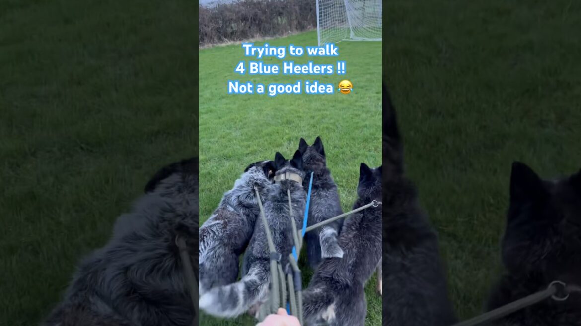 Blue Heeler Crew - Australian Cattle Dog Walks #shorts