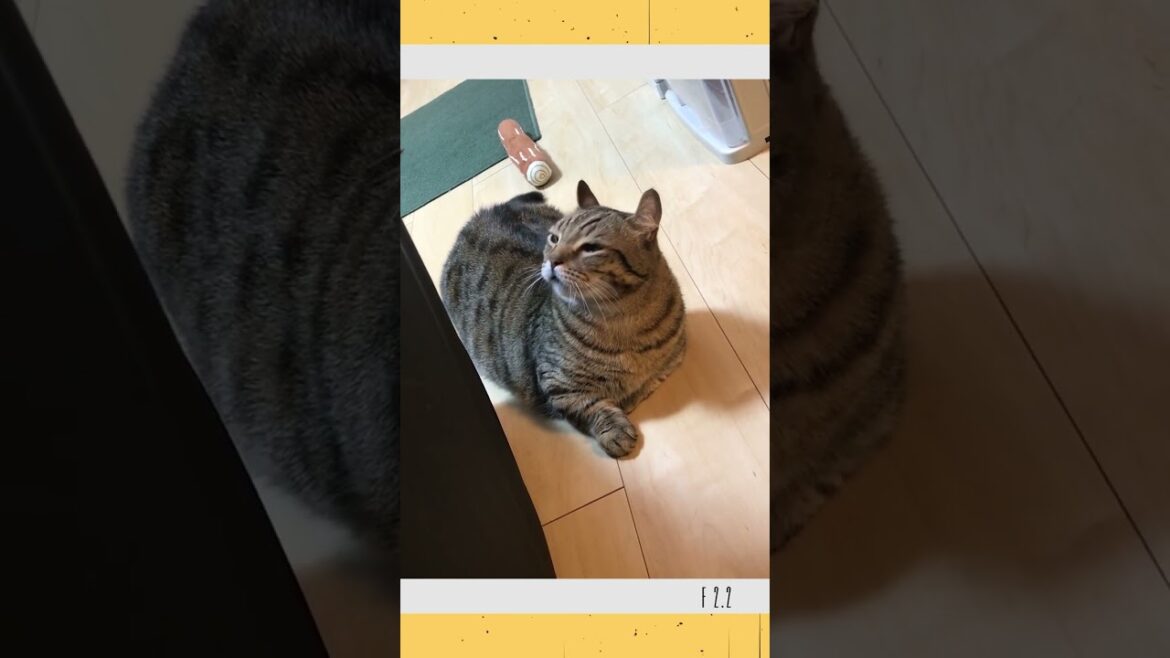 遊んでほしげ