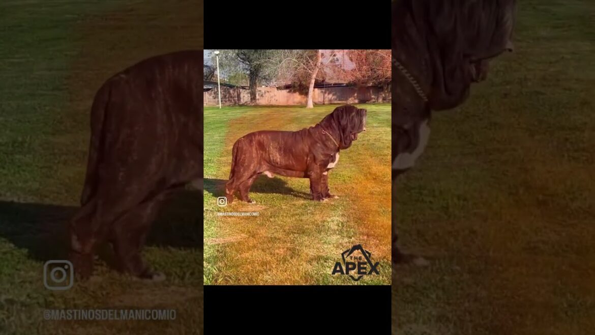 A Wow Transformation Neapolitan Mastiff  #canecorso #neapolitanmastiff #mastiff #mastiffsworldwide A Wow Transformation Neapolitan Mastiff  #canecorso #neapolitanmastiff #mastiff #mastiffsworldwide
