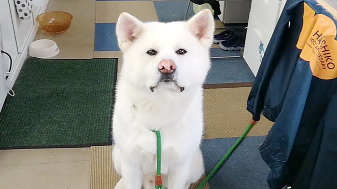 わさび配信！