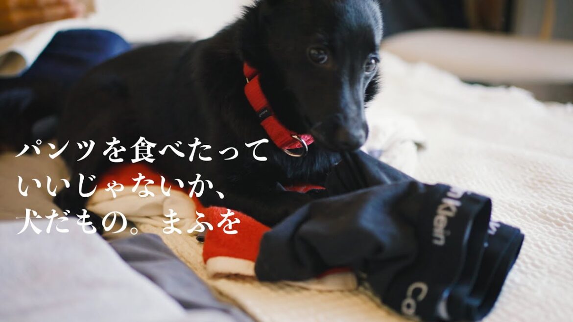 家事を全力でジャマする黒犬とまんざらでもない飼い主の日常👽スキッパーキのマーフ