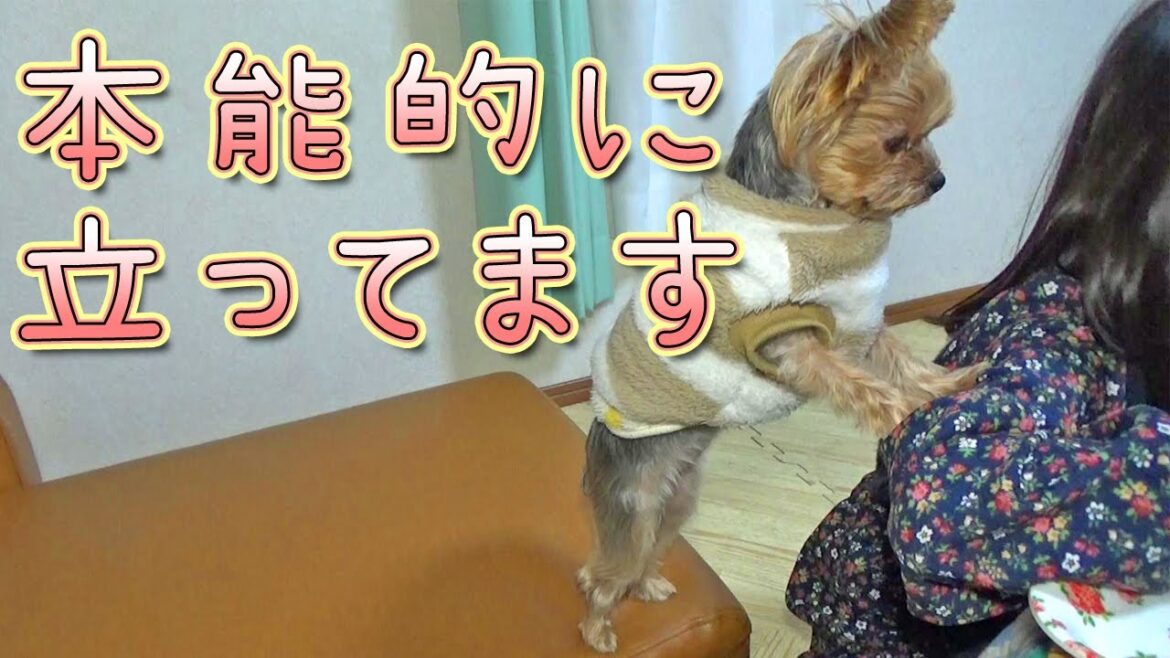【ヨークシャテリア】欲しくて欲しくて立ち上がっちゃいました【Yorkshire Terrier】