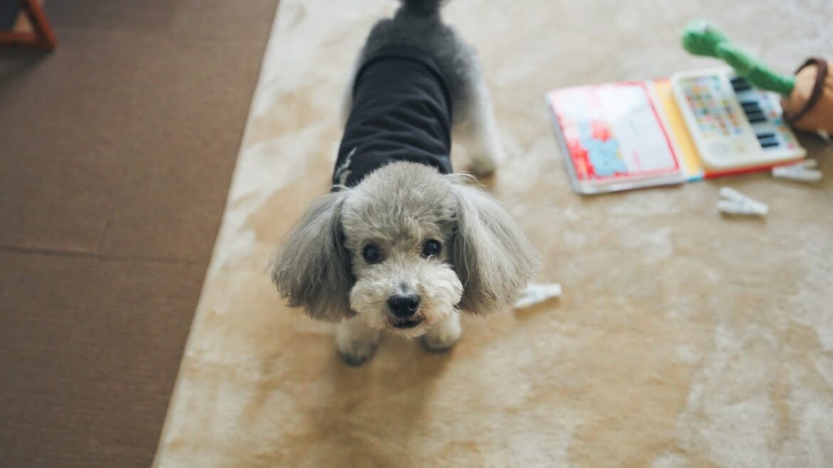 飼い主の声が出なくなって困惑するトイプードル