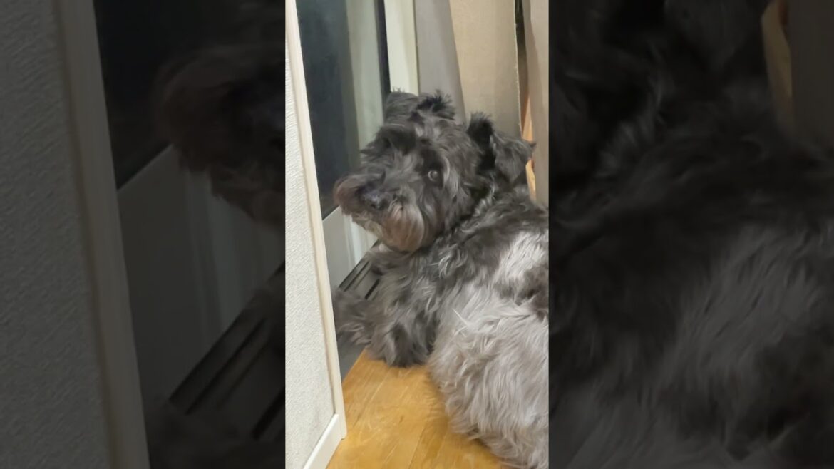 感動 #dog