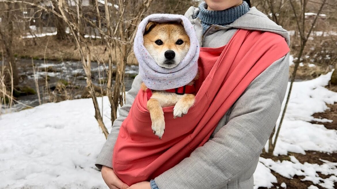 大好きな抱っこ紐に入って赤ちゃんみたいにぬくぬくする柴犬が可愛い 大好きな抱っこ紐に入って赤ちゃんみたいにぬくぬくする柴犬が可愛い