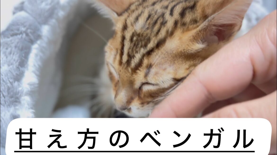 ［ベンガル子猫］病院行ってきました😓#ベンガル猫#ヒョウ柄猫#猫風邪