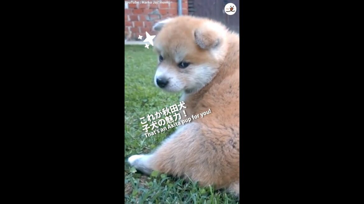 【むちむち＆ほねぶと感が可愛すぎる！】 秋田犬の子犬が、コロコロこっちに走ってきた〜 (ToT)♡