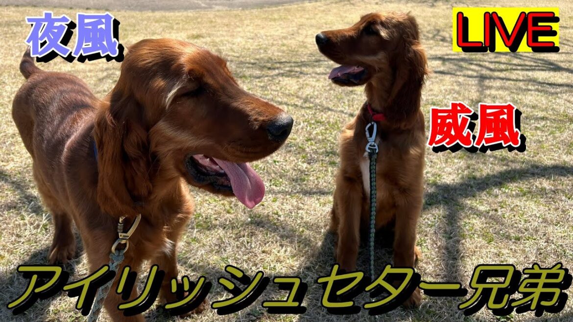 【垂れ流し配信】夜風と威風の部屋へようこそ！　2024.3.12