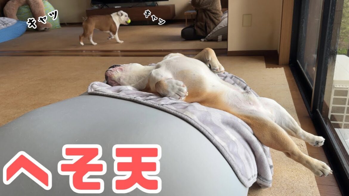 ドラゴンフラッグへそ天を習得したブルドッグ、寝ながらにしてビルダーを目指す！