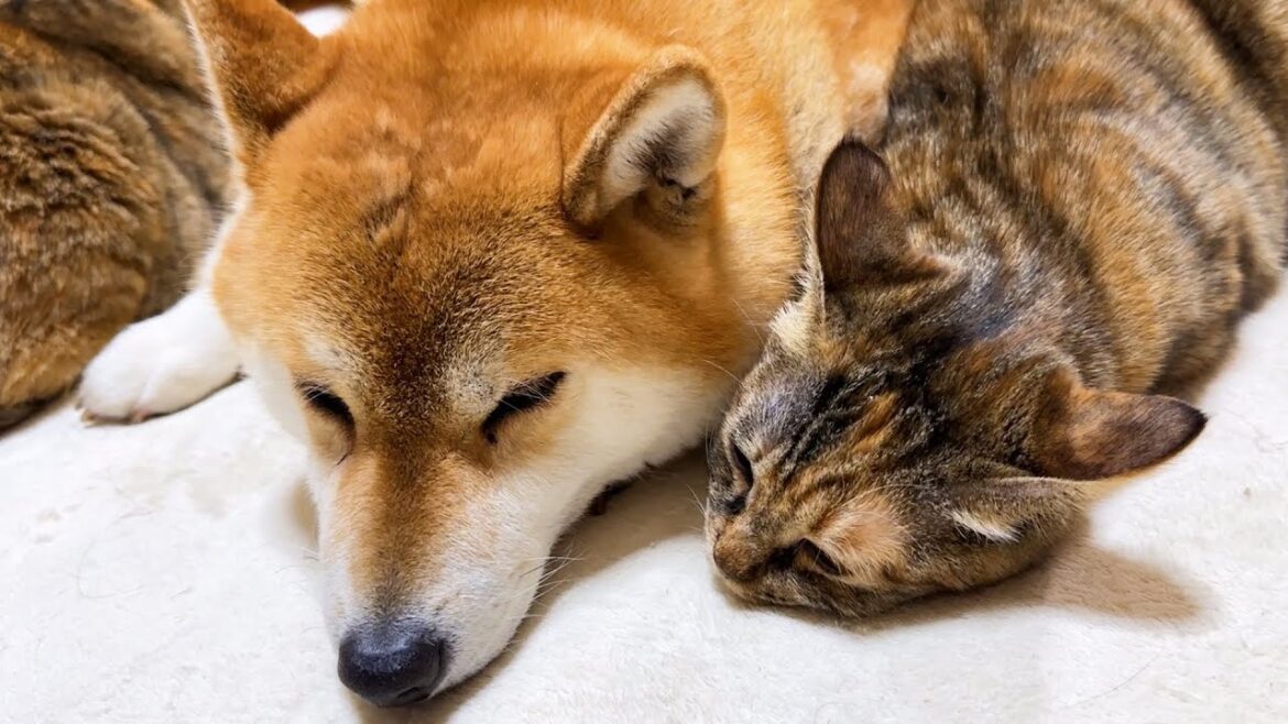 猫に愛されすぎた柴犬の周りは猫でいっぱい