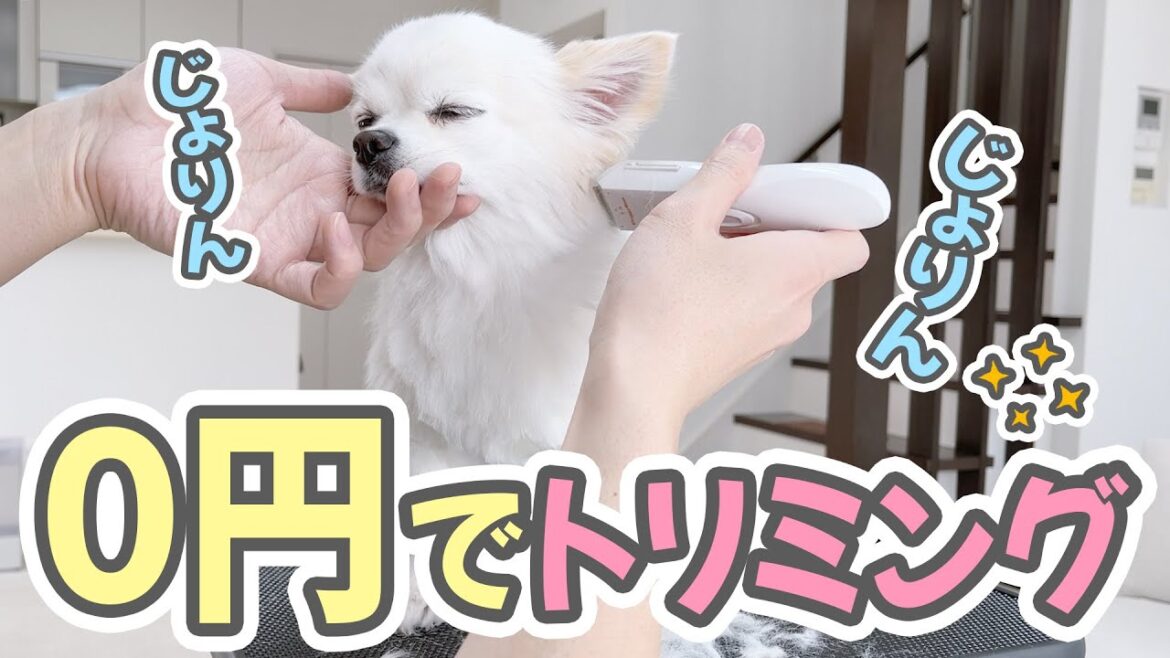 チワワのトリミング中に大変な事に気が付いてしまった！