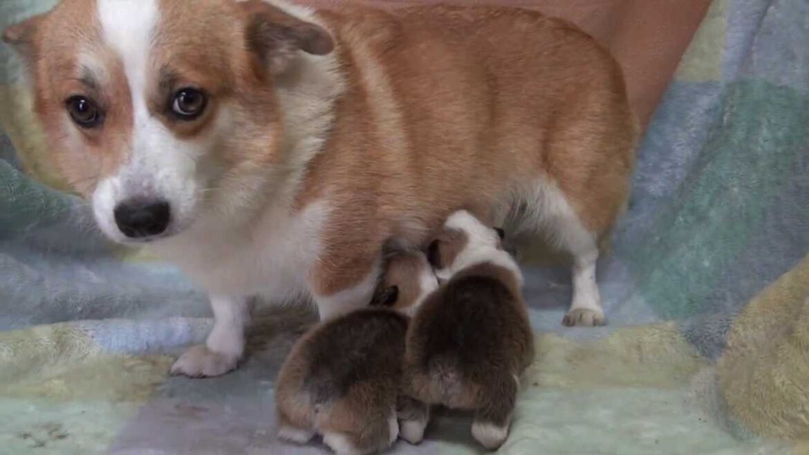 ウェルシュコーギーの親子☆Dog　Puppy