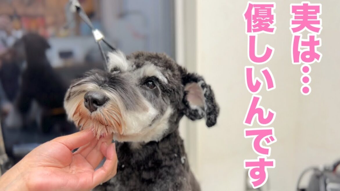 衝動性が強いだけで本当は優しいミニチュアシュナウザー！（そらくん）
