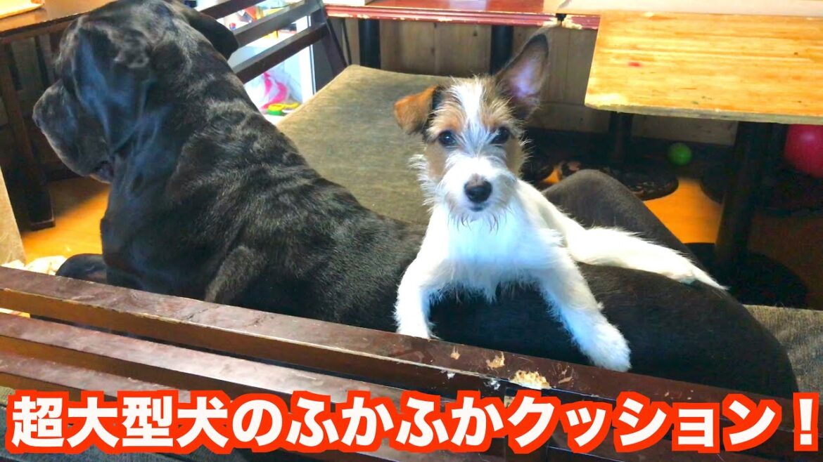 超大型犬が大好きなジャックラッセルテリア！グレートデンはジャックのソファーです！【動物癒し動画】にくきゅう