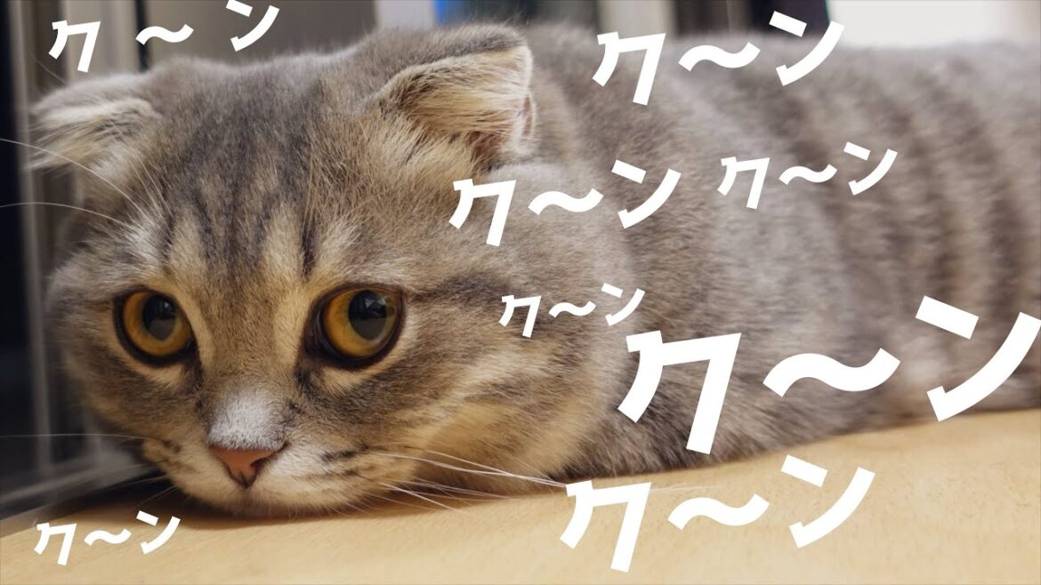 [甘えん坊]犬のようにクンクン鳴く猫がこちらです[マンチカンの銀時]