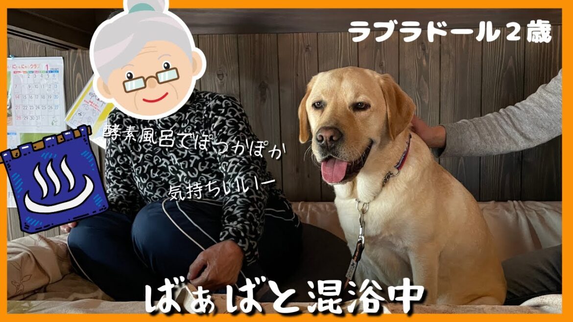 【ラブラドールレトリーバー】ばぁばと混浴中の大型犬　酵素風呂＆ドッグ整体に行ってきました