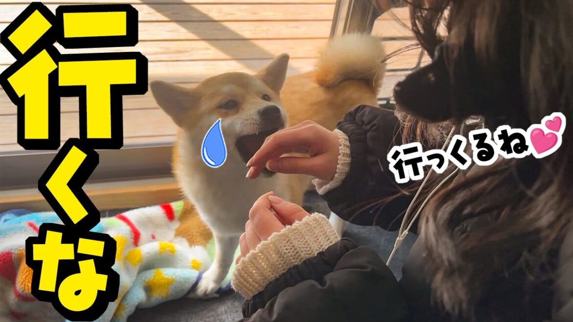 新生活の準備に出かける娘を引き止める妹柴犬…今後の娘の活動について